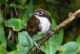 Bicolored Antbirdborder=